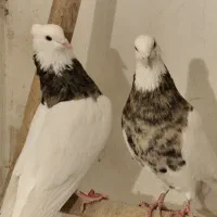 کبوتر طوقی