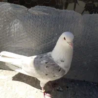 کفتر غریب گیری