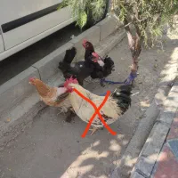 مرغ محلی وسبرایت