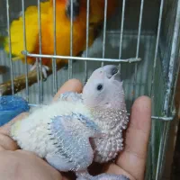 جوجه خورشیدی سانکانور سرلاکی