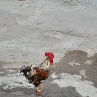 خروس