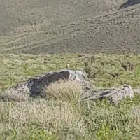 ۷۰۰من کاه کنگر اعلا و دانه دار