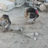مرغ خورس
