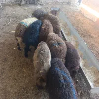بره پای پروار