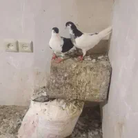 کفتر یا کبوتر یک جفت