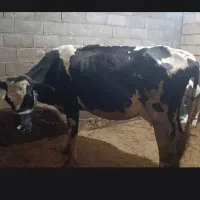 2 راس گاو و گوساله