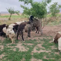 فروش میش و قوچ
