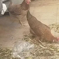 مرغ خانگی ماده
