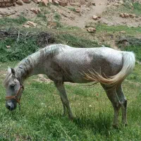 کرد اصیل|اسب و تجهیزات اسبسواری|سامن, |دیوار