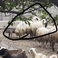 فروش گوسفند