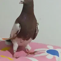 کبوتر کارل نر جوان قلدور