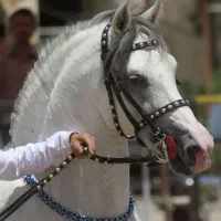 باشگاه اسب سواری شیهه جلسه اول رایگان بامربی خانوم