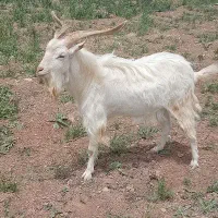 بز نر سانن