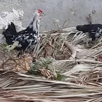 خروس گلین ریشی چهل تاج