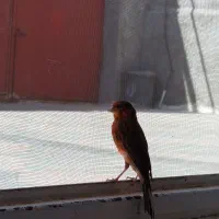 نر بخون