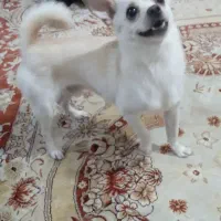 سگ شیووا