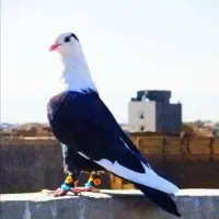 کفتر دورگ هودی قره گراف شازده