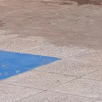 کبوتر