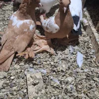 تعدادی کبوتربفروش میرسد