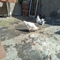 خروس ومرغ گلین