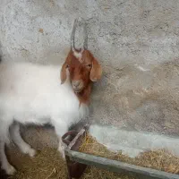 بز نر سالم به شرط