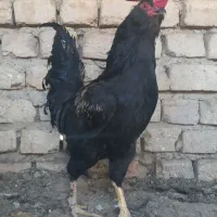 خروس لری جوان