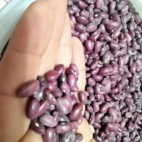 لوبیا قرمز