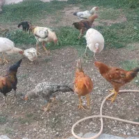 خروس نیمچه