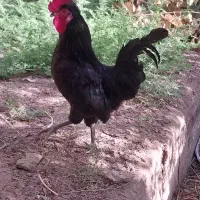 مرغ و خروس بومی