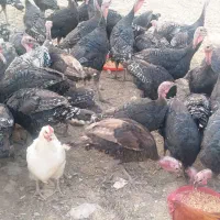 بوقلمون محلی