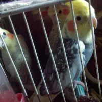 عروس هلندی نرو ماده