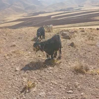 بره تخمی