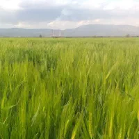 جو محلی رقم نانیوس