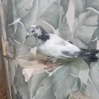 کبوتر
