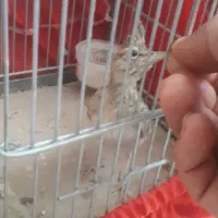 جوجه سهره خاکی