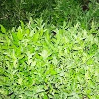 نشا گوجه|گل و گیاه طبیعی|اقبالیه, |دیوار