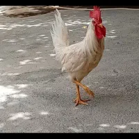 خروس فروشی