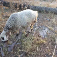 میش کثر
