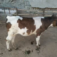 گوساله ماده