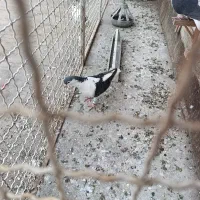 کفتر ساده