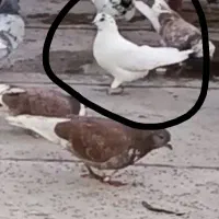 کفتر باخت رفته