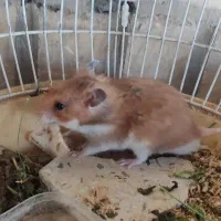 خرگوش و همستر|موش و خرگوش|مبارکه, |دیوار