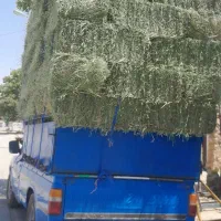 فروش یونجه درجه ۱
