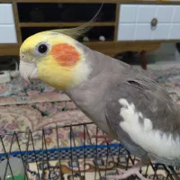 عروس هلندی نر با قفس و وسایل