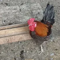 خروس گلین اصل