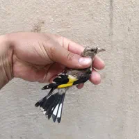 سهره کیاسری مهد نشون