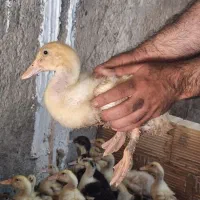 جوجه اردک بزرگ قیمت مناسب