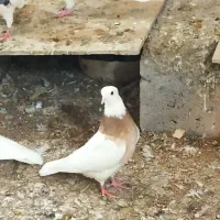 طوقی