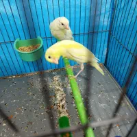 جوجه قناری نر صددرصد دستی با یدونه سهره