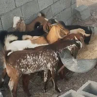 کهره نرفاریاب